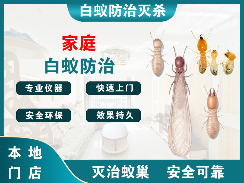 金坛家庭白蚁防治